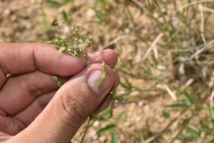 Desmodium procumbens