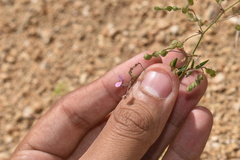 Desmodium procumbens