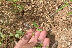 Desmodium procumbens