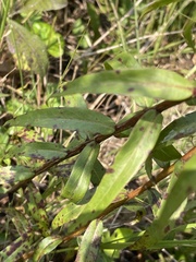 Solidago odora