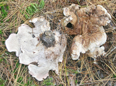 Phellodon violascens