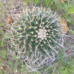 Mammillaria magnimamma