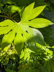 Fatsia