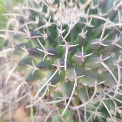 Mammillaria magnimamma