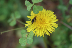Lasioglossum coriaceum