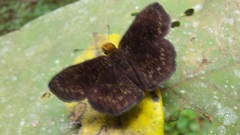 Carcharodini
