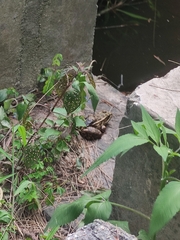 Lithobates neovolcanicus