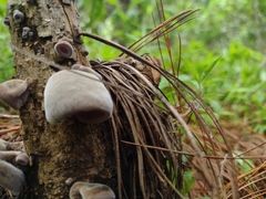 Auricularia nigricans