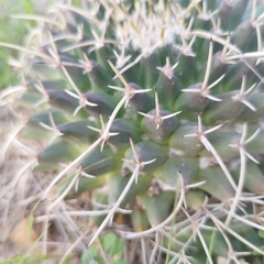Mammillaria magnimamma