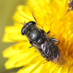Asemosyrphus mexicanus