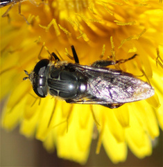 Asemosyrphus mexicanus