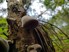Auricularia nigricans