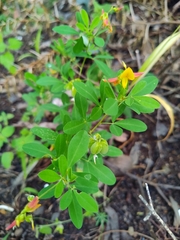 Crotalaria pumila