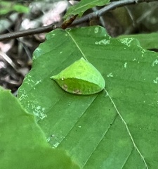 Prolimacodes badia