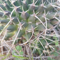 Mammillaria magnimamma
