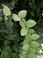 Ficus pumila