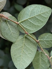 Ficus pumila
