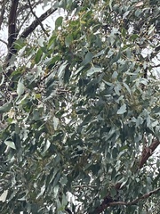 Eucalyptus obliqua