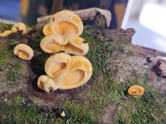 Phyllotopsis nidulans