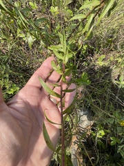 Solidago odora