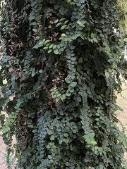 Ficus pumila