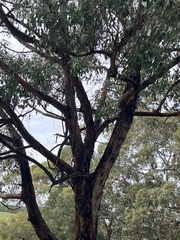 Eucalyptus obliqua