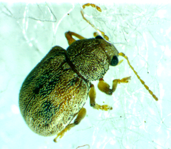 Demotina modesta