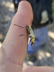Chauliognathus misellus