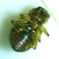 Demotina modesta