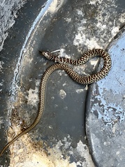 Coluber constrictor mormon