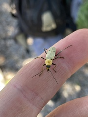 Chauliognathus misellus