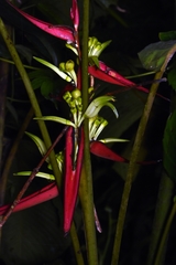 Heliconia aemygdiana