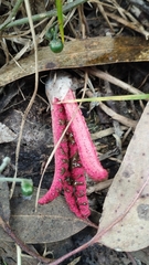 Clathrus archeri