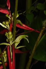 Heliconia aemygdiana