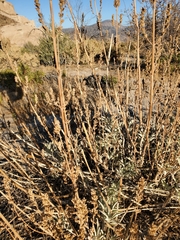 Salvia apiana