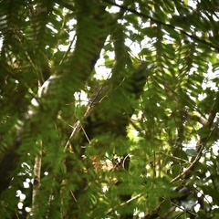 Nestor meridionalis septentrionalis