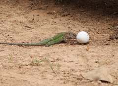 Ameiva ameiva