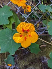 Tropaeolum