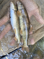 Pantosteus clarkii