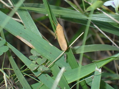 Virbia aurantiaca