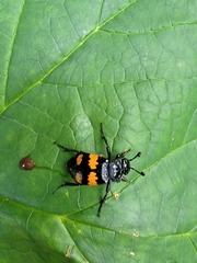 Nicrophorus