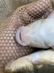 Pantosteus clarkii