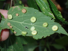 Pachypsylla celtidismamma