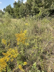 Solidago odora
