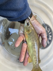 Oncorhynchus gilae