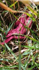 Clathrus archeri