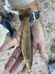 Pantosteus clarkii
