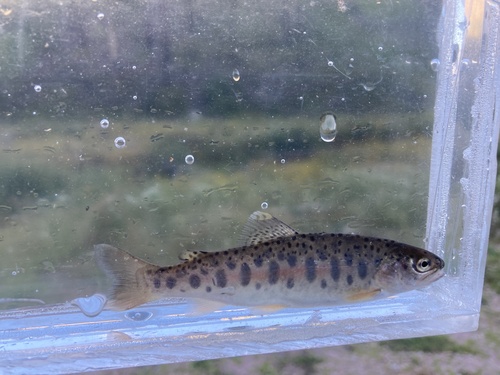 Gila Trout