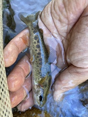 Oncorhynchus gilae
