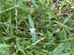 Murdannia keisak